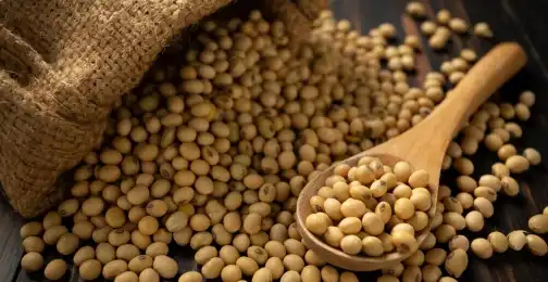 Is there soy protein in soybean extract?